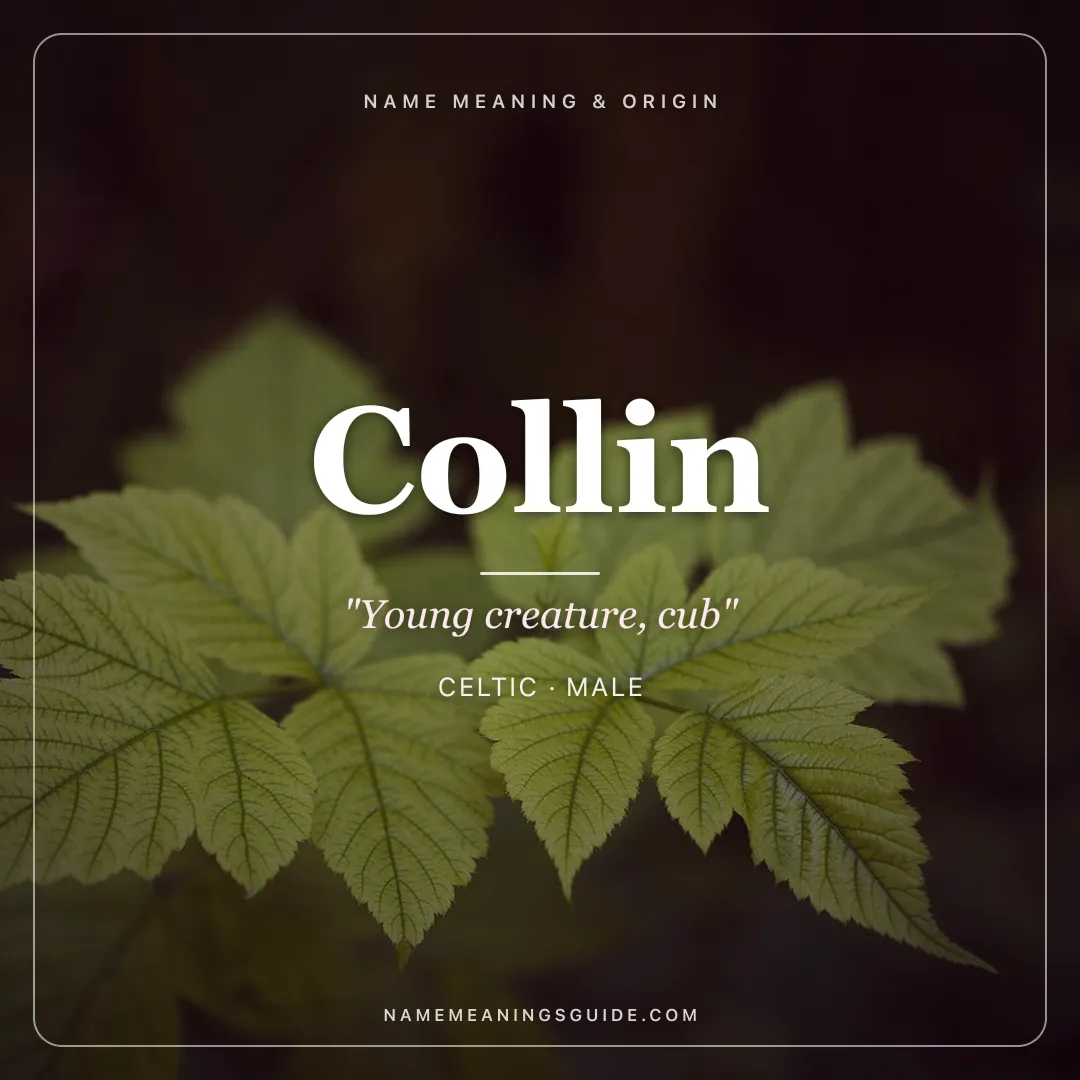 Collin name meaning "Young creature, cub" - Celtic male name share card | NameMeanings