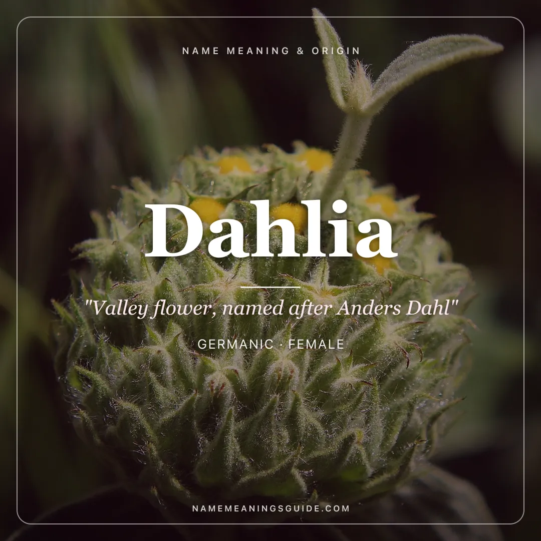 Dahlia name meaning "Valley flower, named after Anders Dahl" - Germanic female name share card | NameMeanings