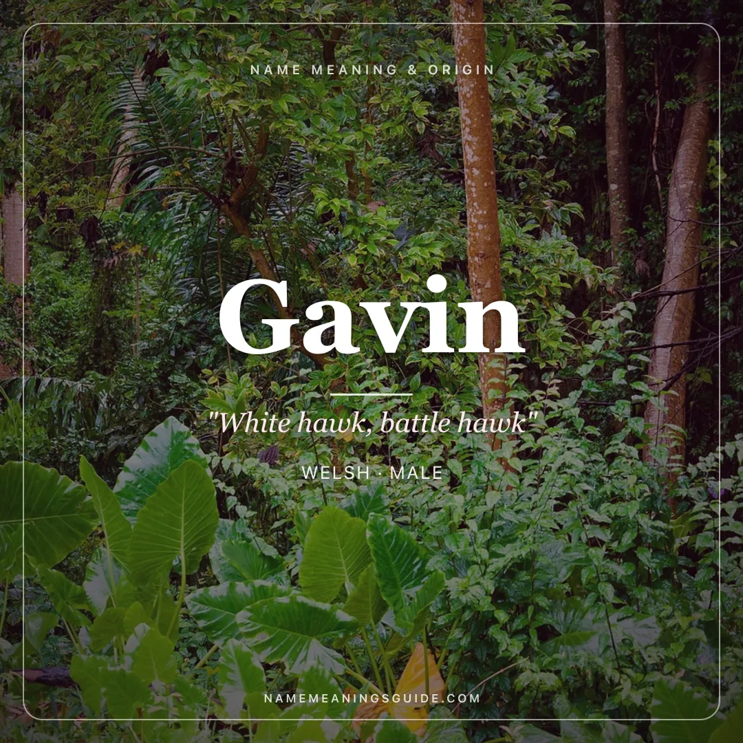 Gavin name meaning "White hawk, battle hawk" - Welsh, Scottish male name share card | NameMeanings