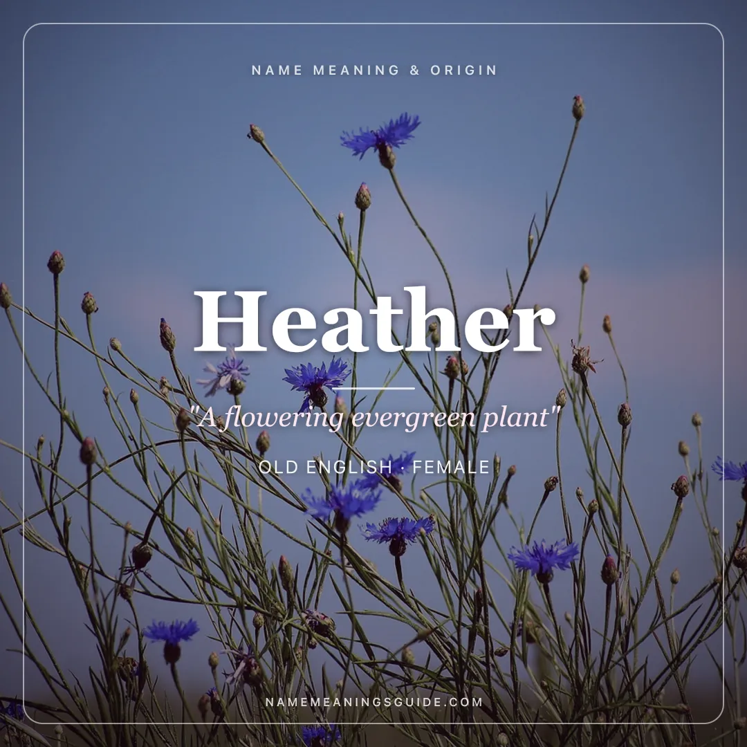 Heather name meaning "A flowering evergreen plant" - Old English female name share card | NameMeanings