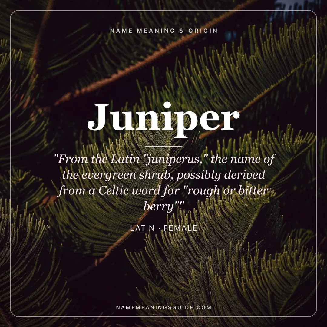Juniper name meaning "From the Latin "juniperus," the name of the evergreen shrub, possibly derived from a Celtic word for "rough or bitter berry"" - Latin female name share card | NameMeanings