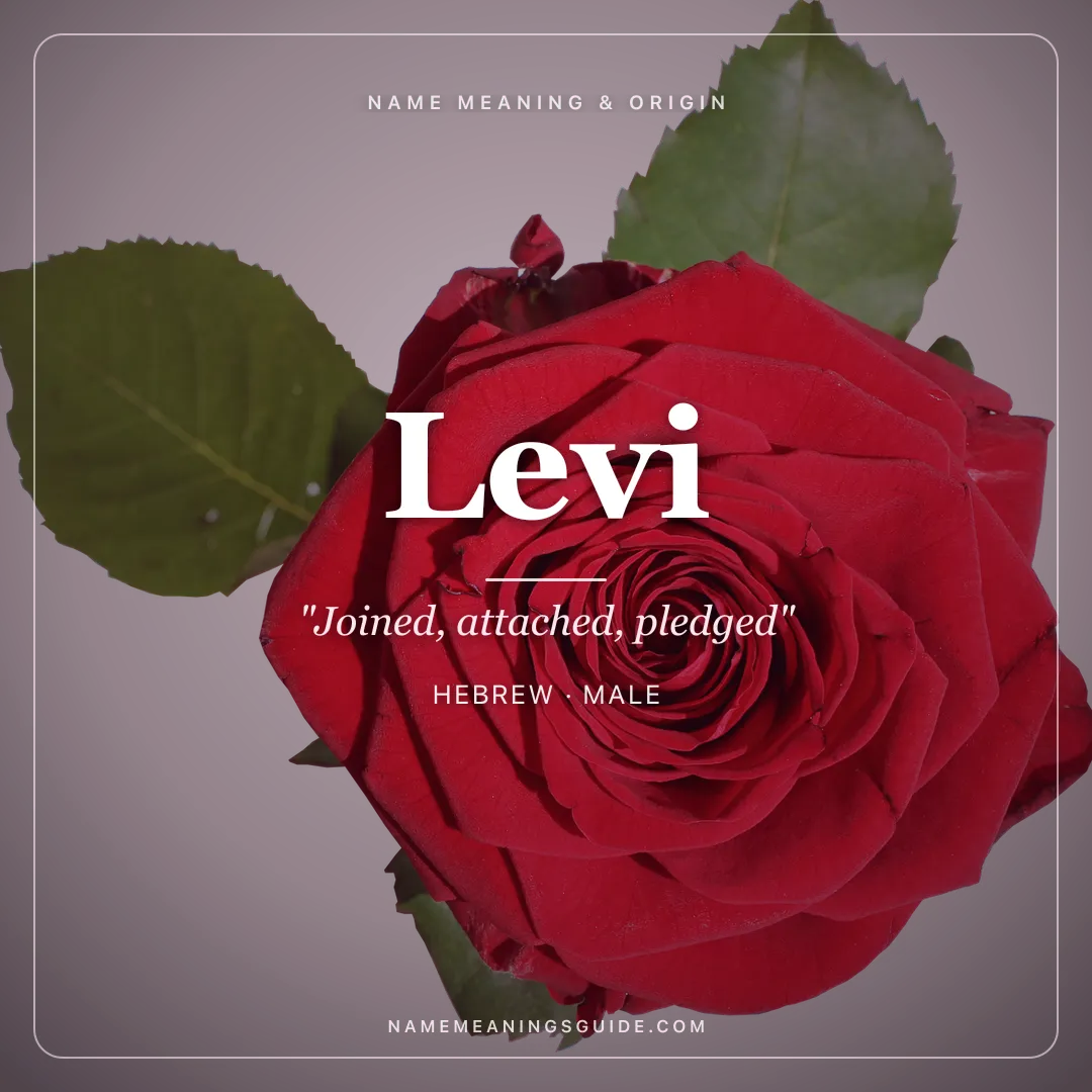 Levi name meaning "Joined, attached, pledged" - Hebrew male name share card | NameMeanings