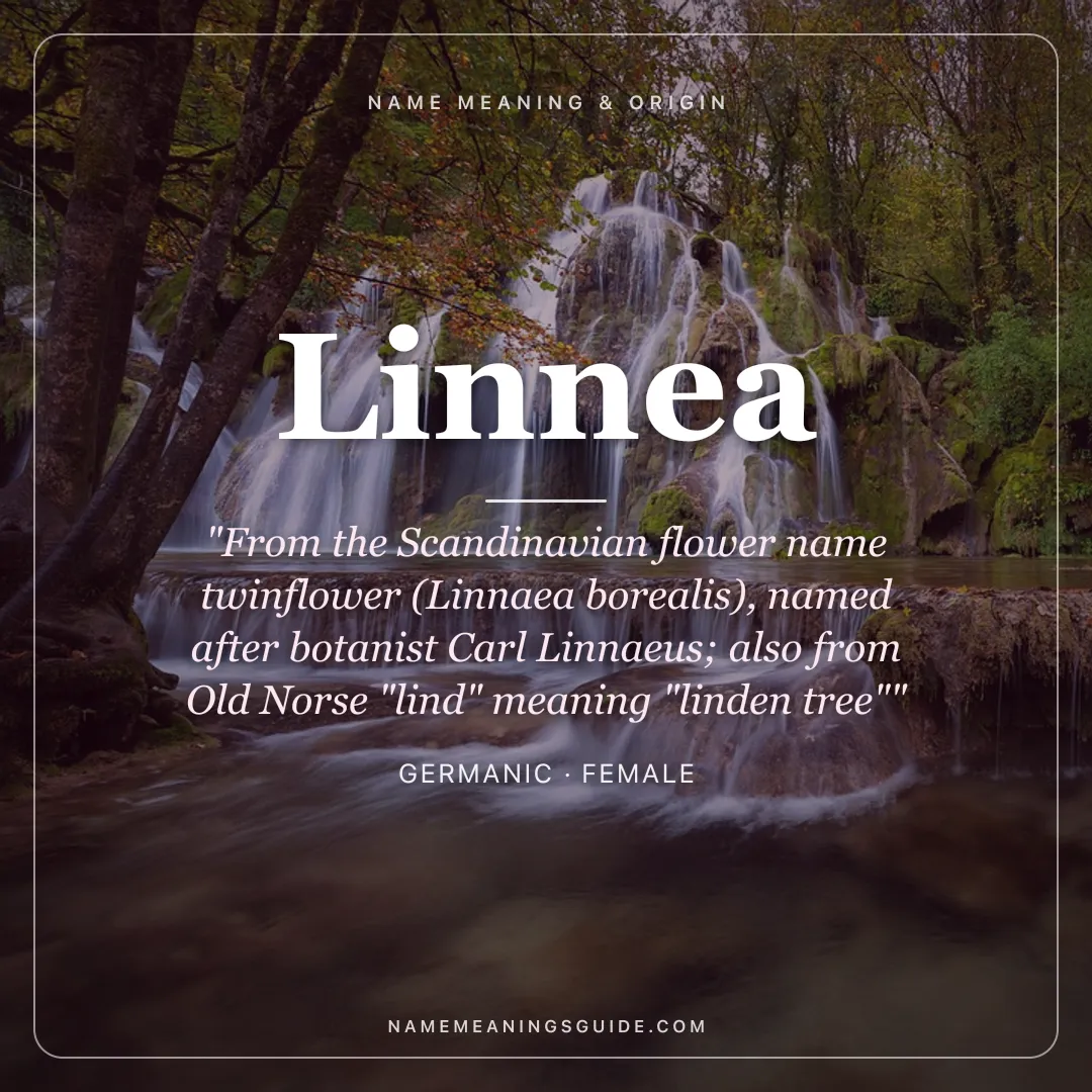Linnea name meaning "From the Scandinavian flower name twinflower (Linnaea borealis), named after botanist Carl Linnaeus; also from Old Norse "lind" meaning "linden tree"" - Germanic female name share card | NameMeanings