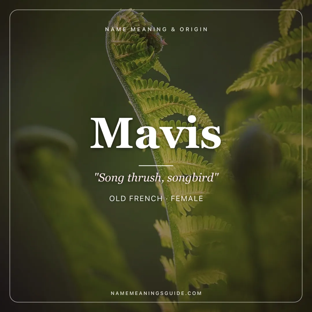Mavis name meaning "Song thrush, songbird" - Old French, English female name share card | NameMeanings
