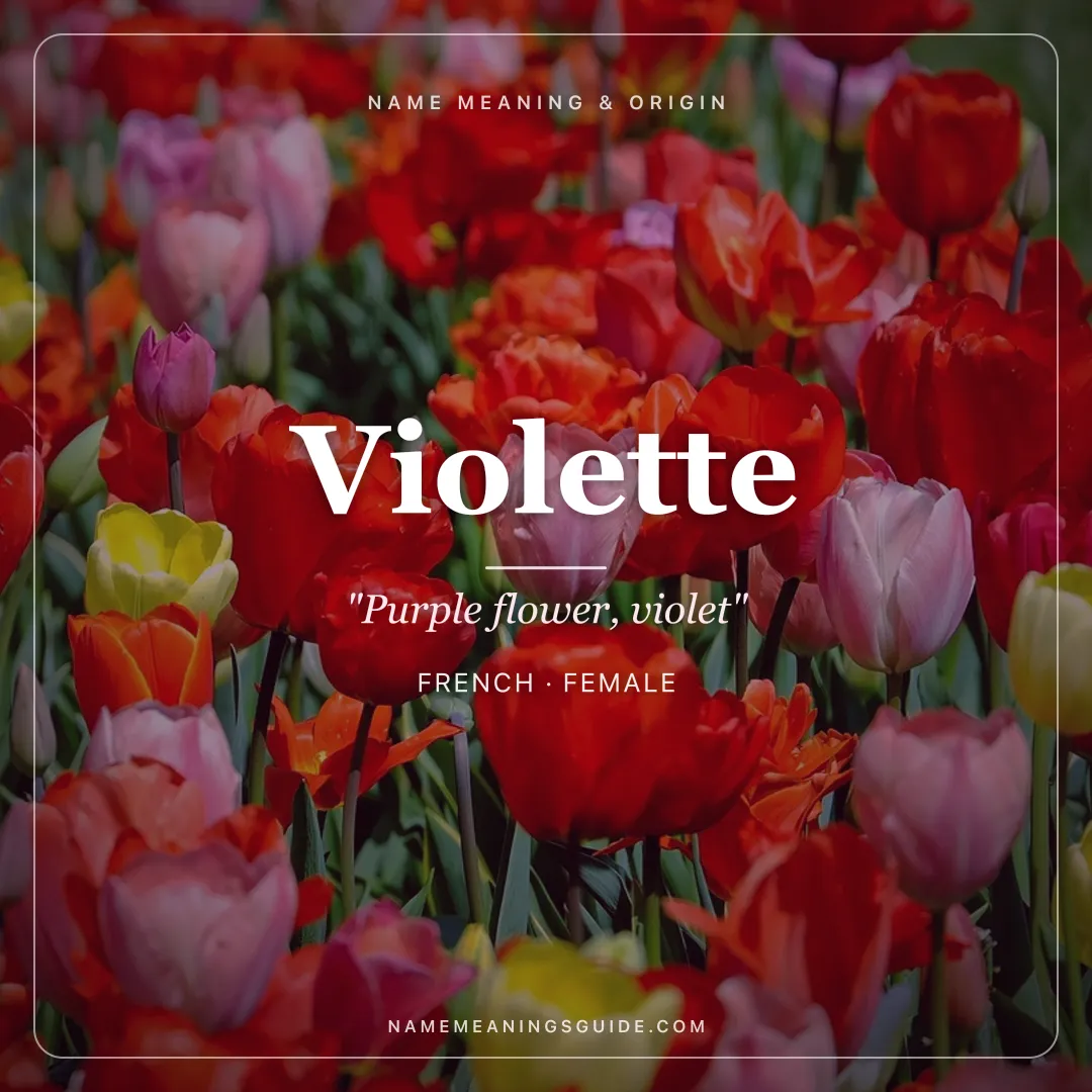 Violette name meaning "Purple flower, violet" - French female name share card | NameMeanings